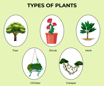 Week 2: Types of Plants